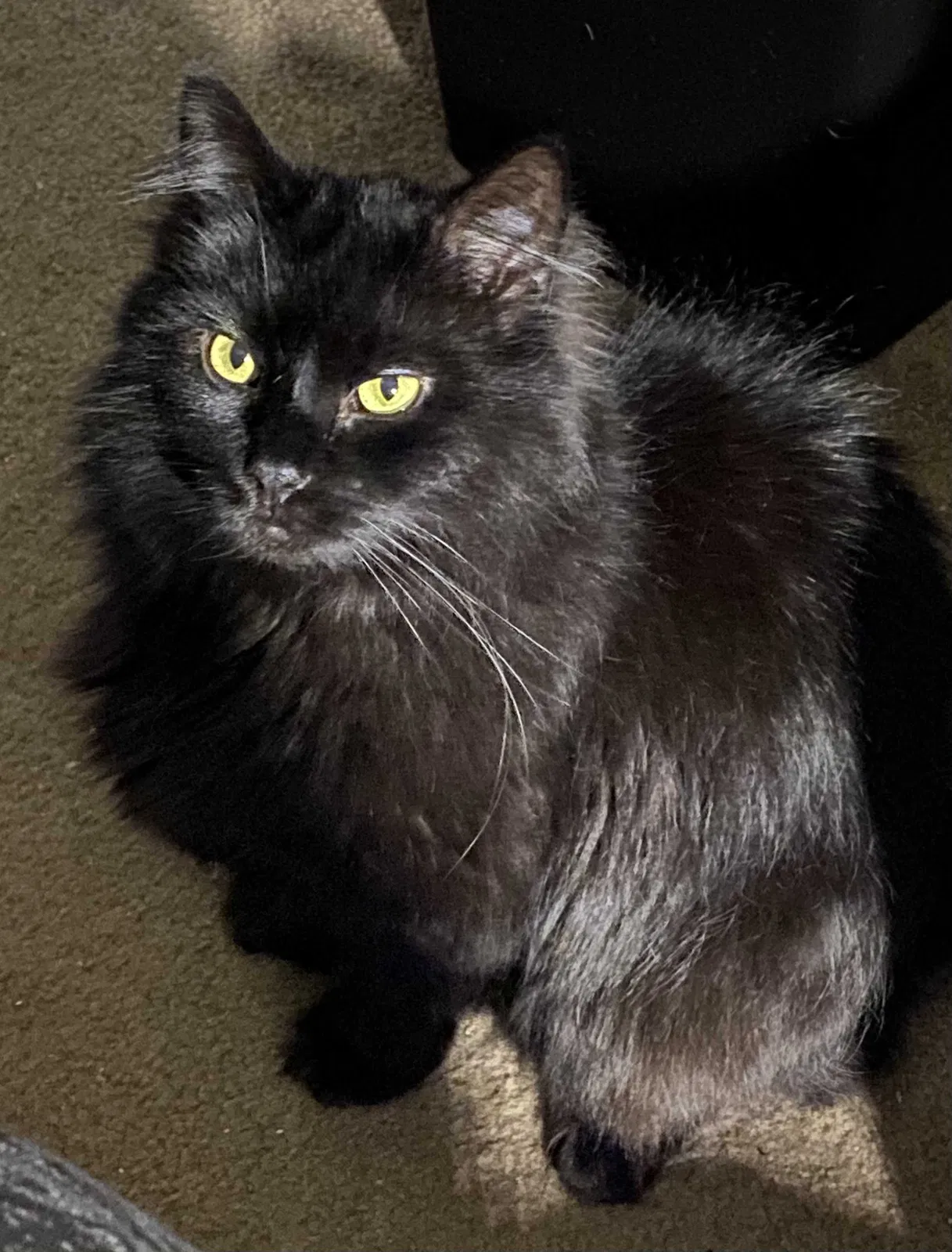 Lost cat in Reynoldsburg, OH, 43068