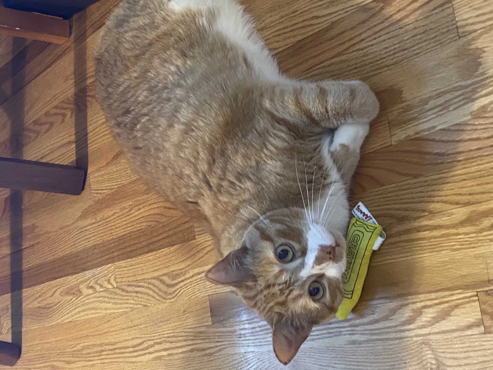Lost cat in Minneapolis, MN, 55441