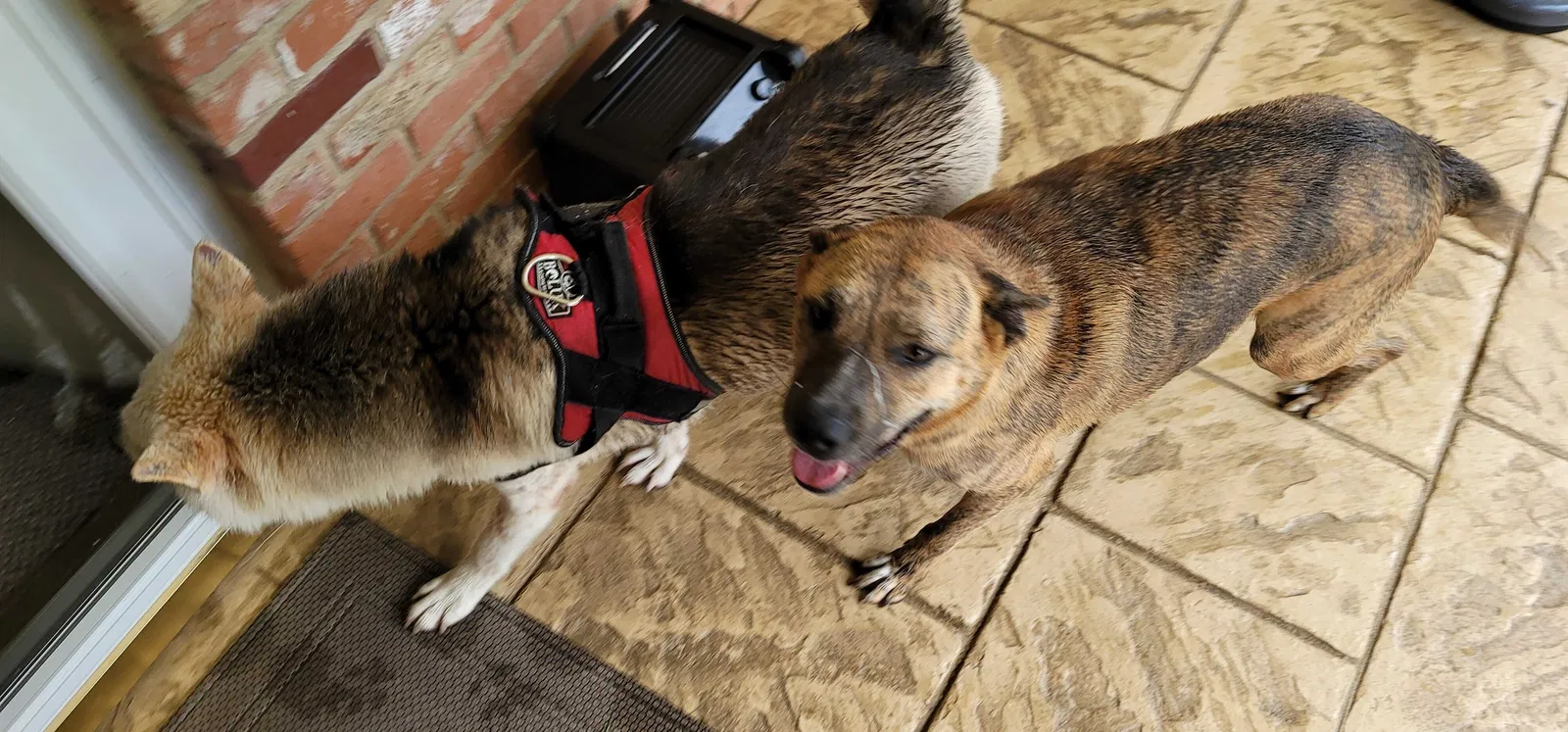 Found dog in Garland, TX, 75043