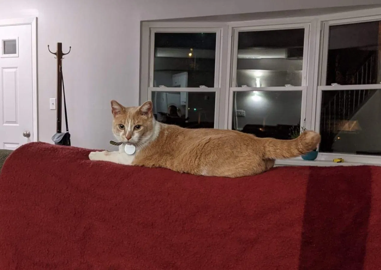Lost cat in Columbus, OH, 43214