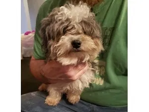 Lost dog in Wellsville, OH, 43968