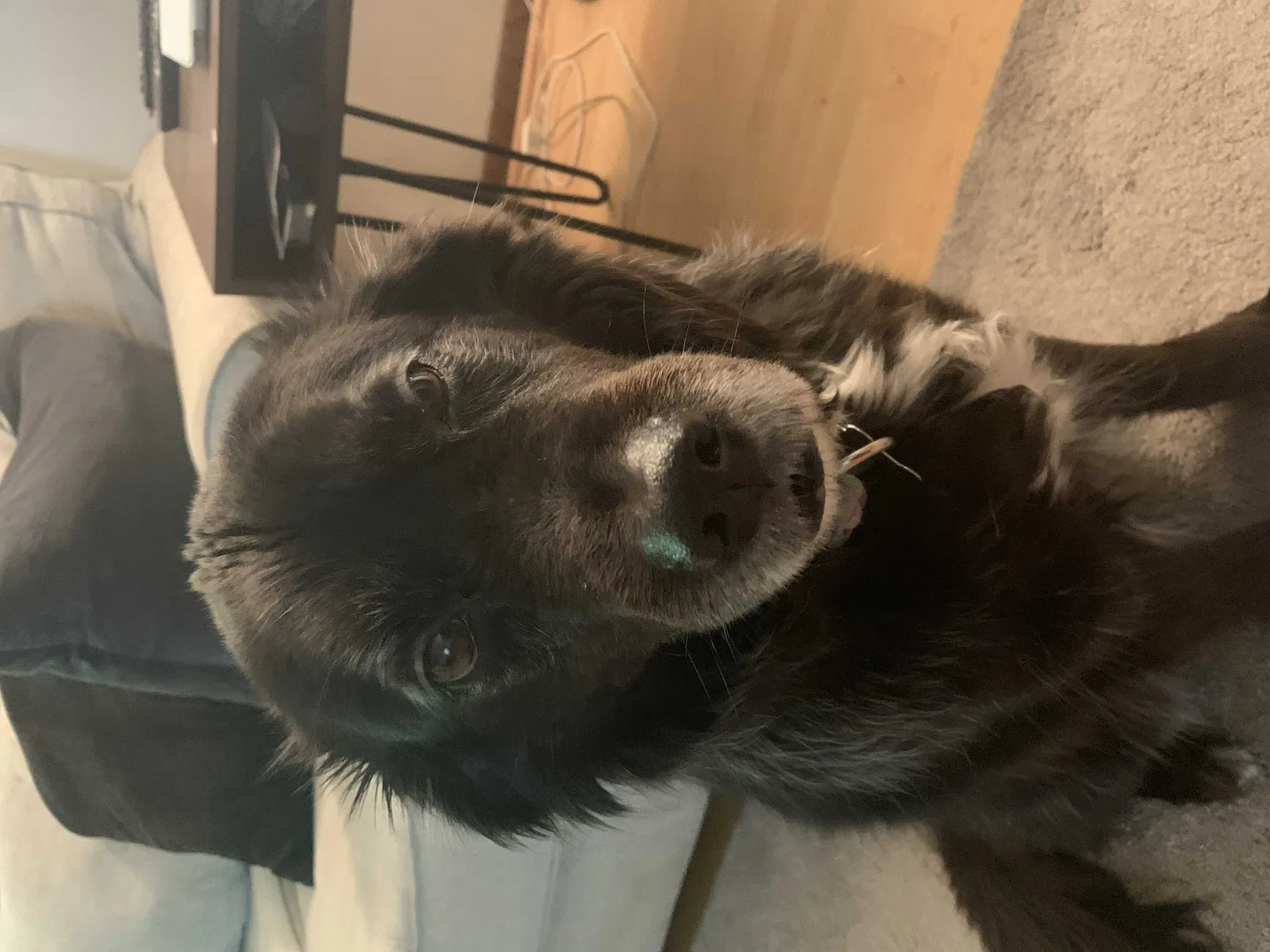 Lost dog in Milwaukee, WI, 53224