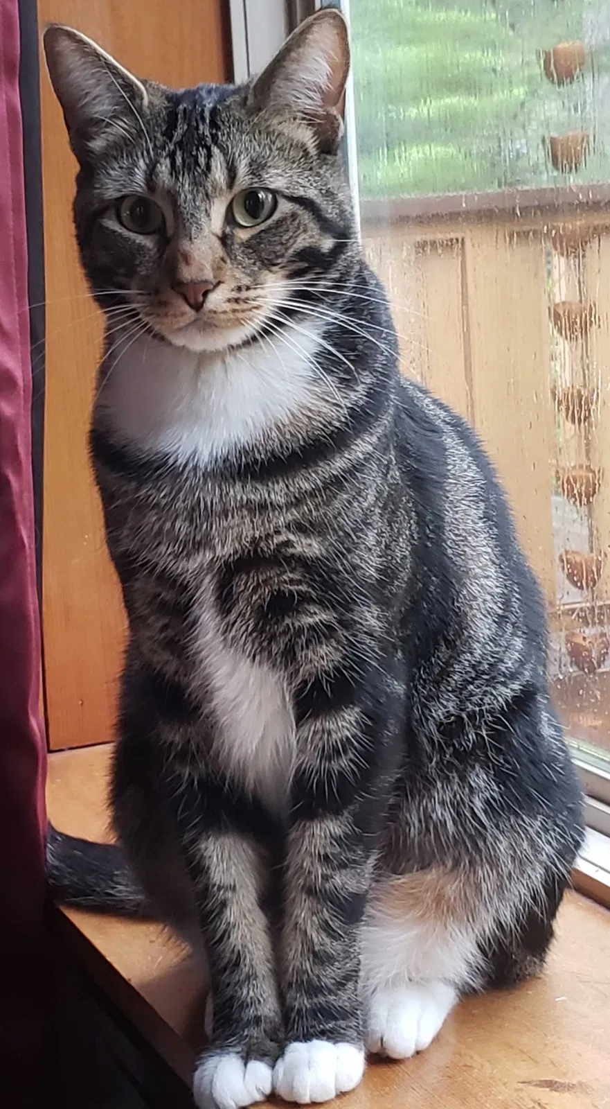 Lost cat in Gig Harbor, WA, 98332