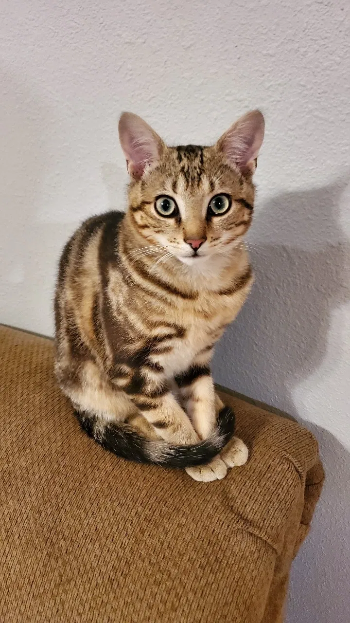 Lost cat in High Point, NC, 27265