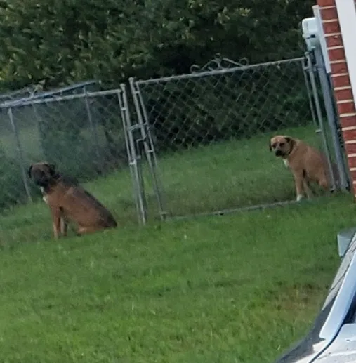 Lost dog in Morrison, TN, 37357