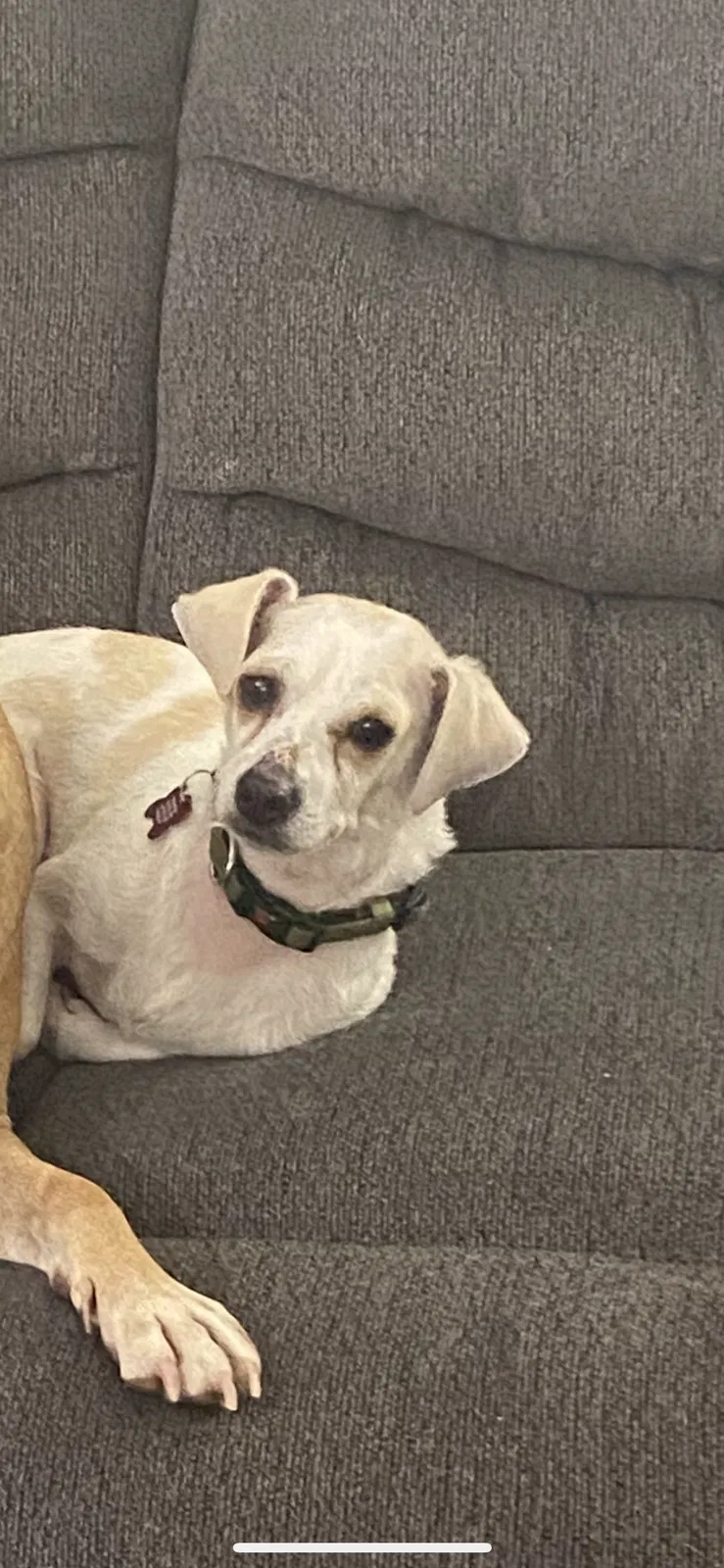 Lost dog in Victorville, CA, 92395