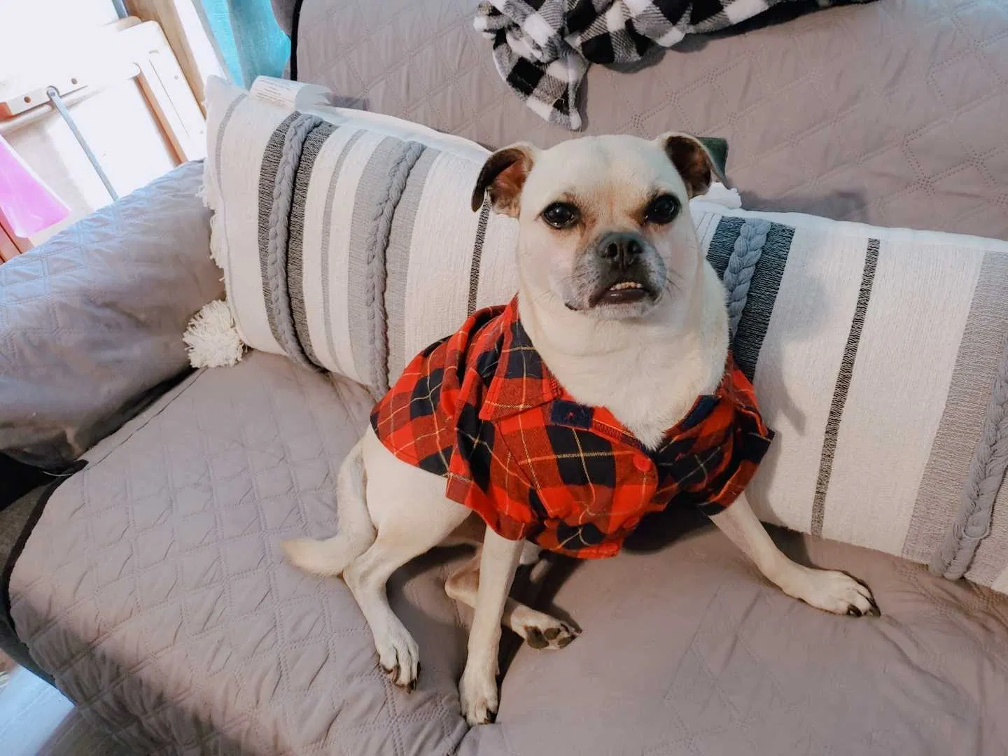Lost dog in Pasadena, TX, 77502