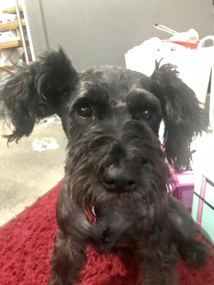 Lost dog in Seguin, TX, 78155