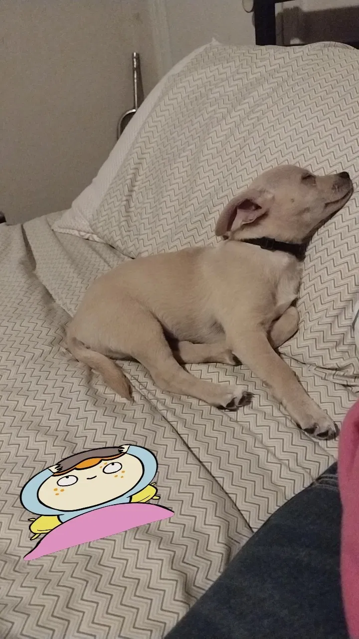 Lost dog in Amarillo, TX, 79110