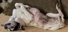 Lost dog in White Hall, AR, 71602