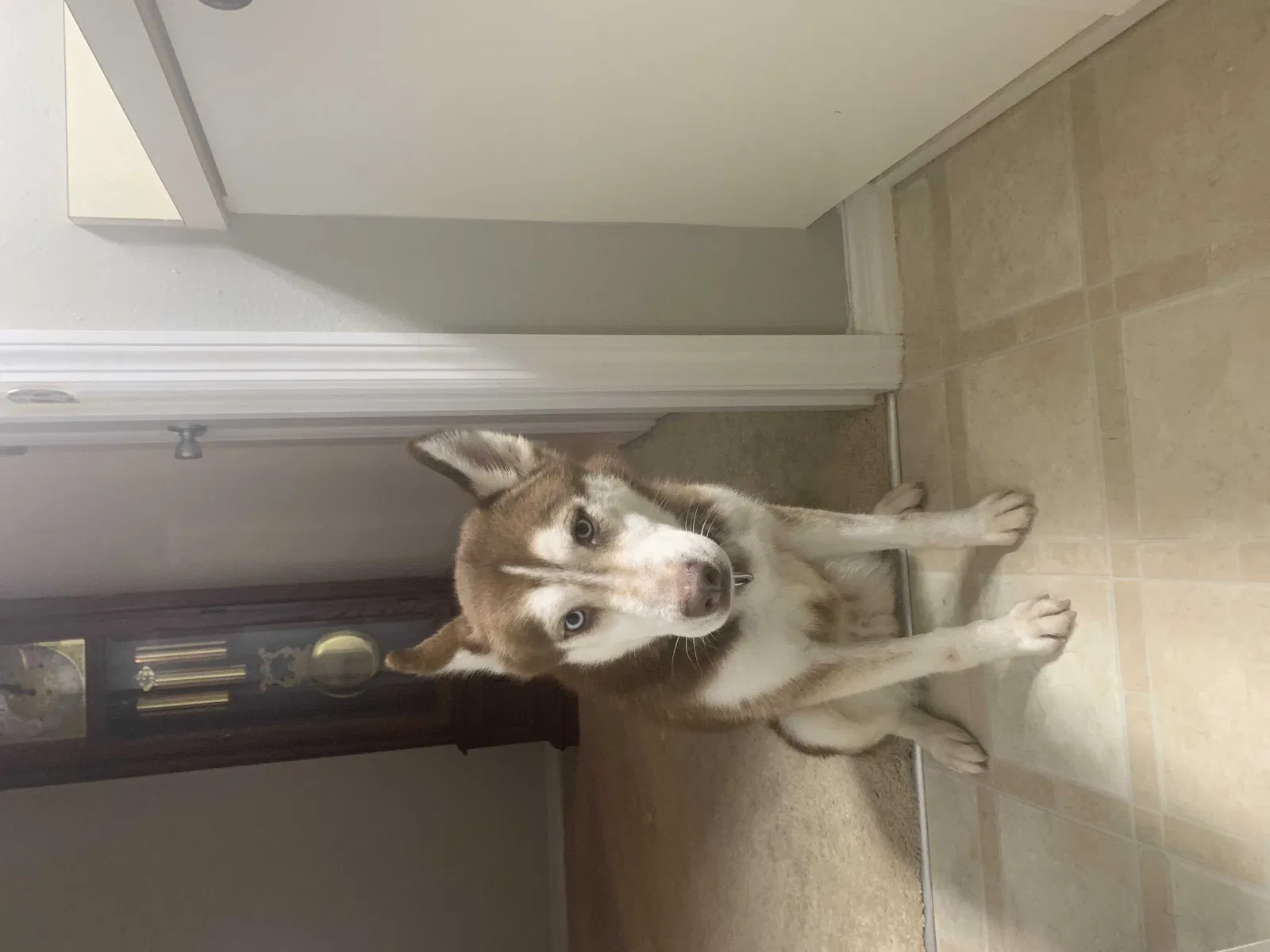 Lost dog in Bushnell, FL, 33513