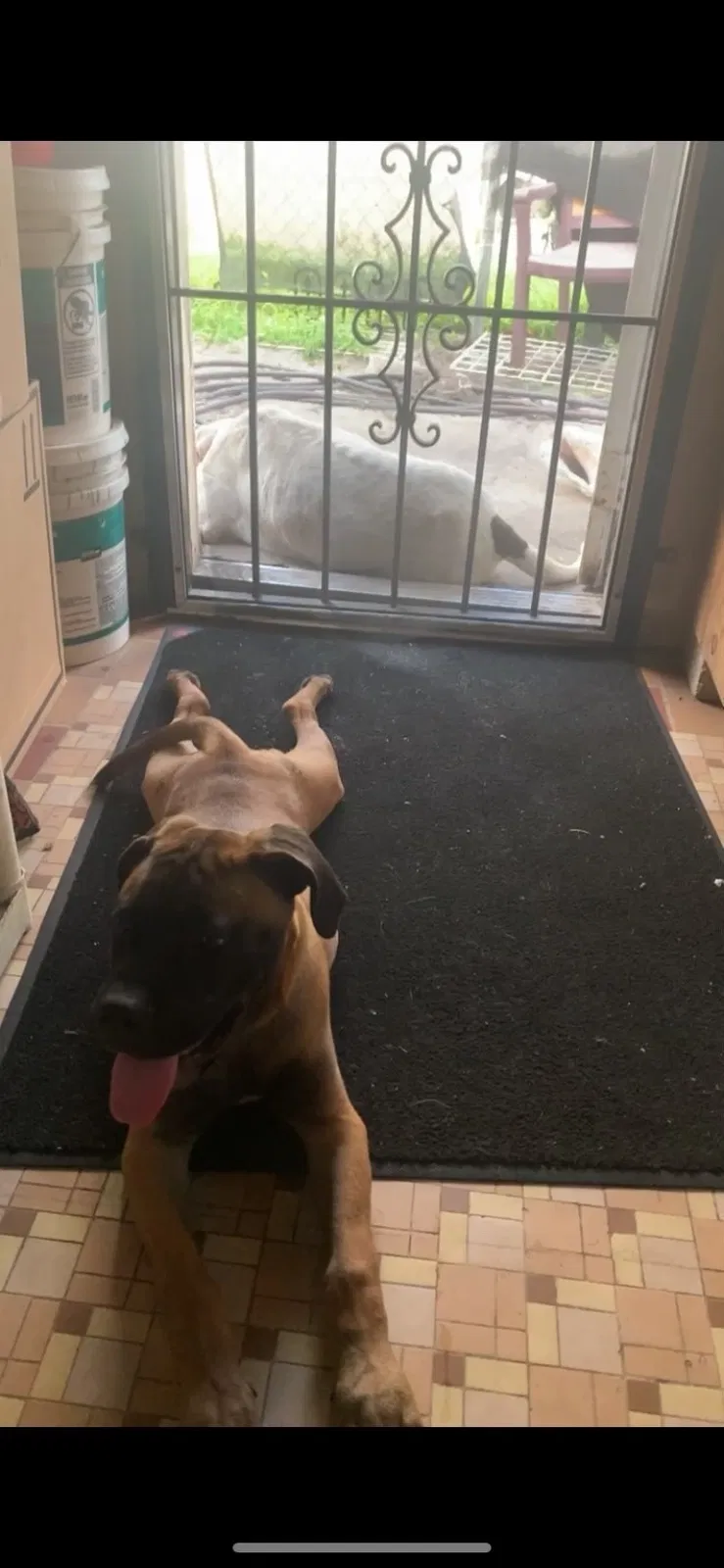 Lost dog in Miami, FL, 33150