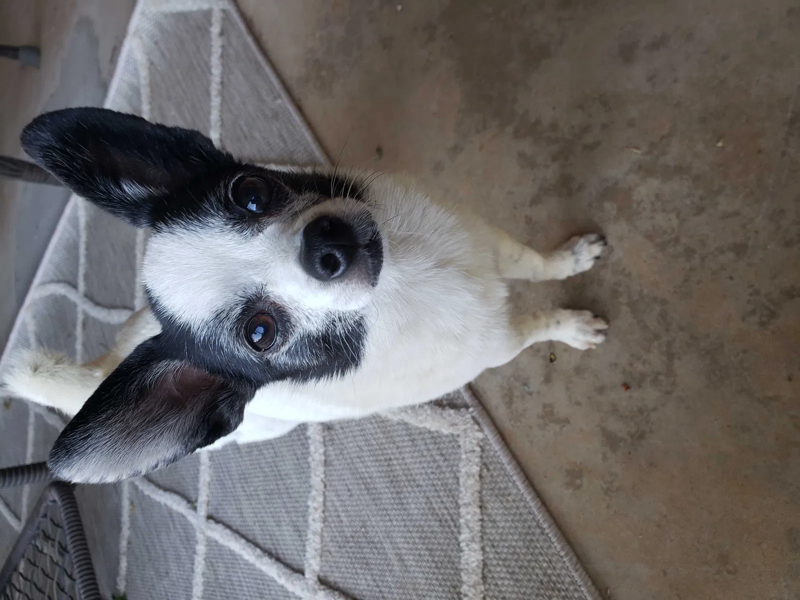 Lost dog in Oklahoma City, OK, 73162