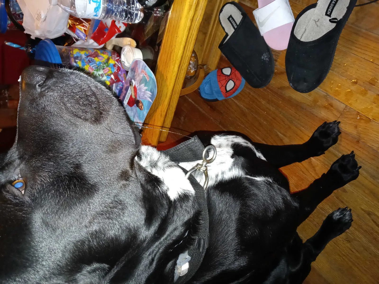 Lost dog in Oklahoma City, OK, 73114