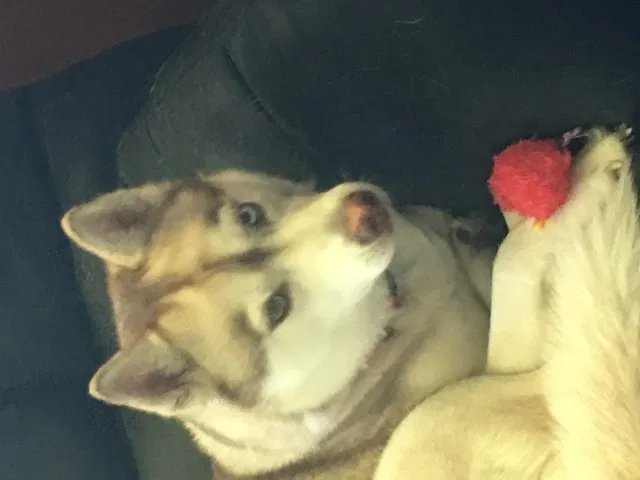 Lost dog in Seattle, WA, 98168