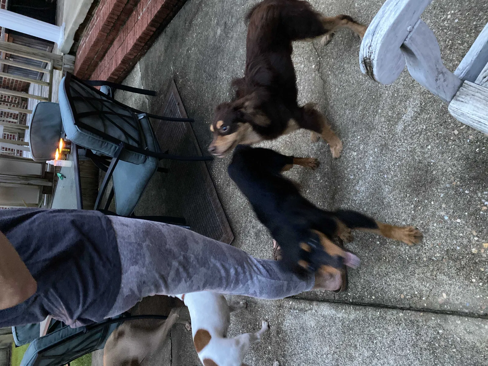 Found dog in Dothan, AL, 36301