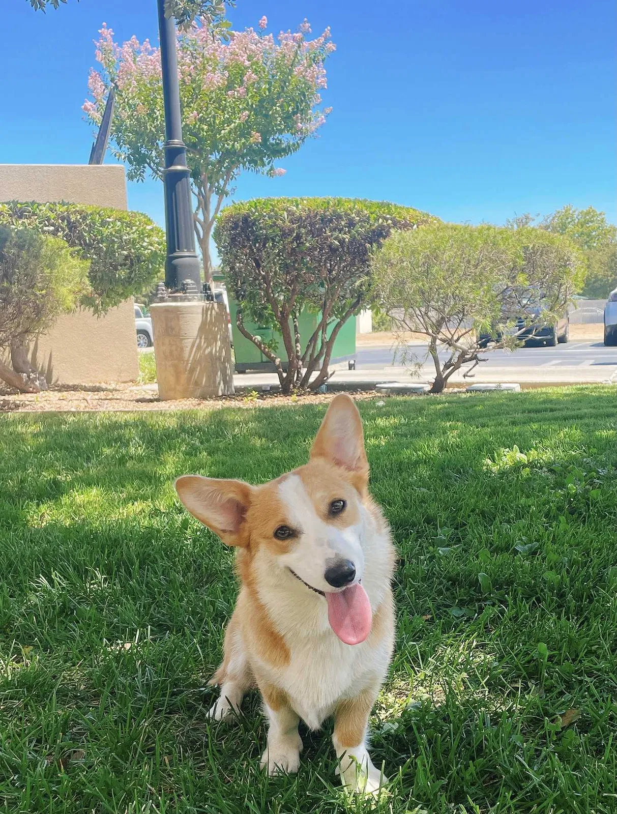 Lost dog in Brentwood, CA, 94513