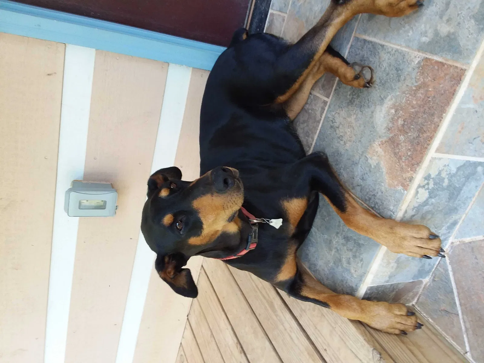 Lost dog in Gatlinburg, TN, 37738