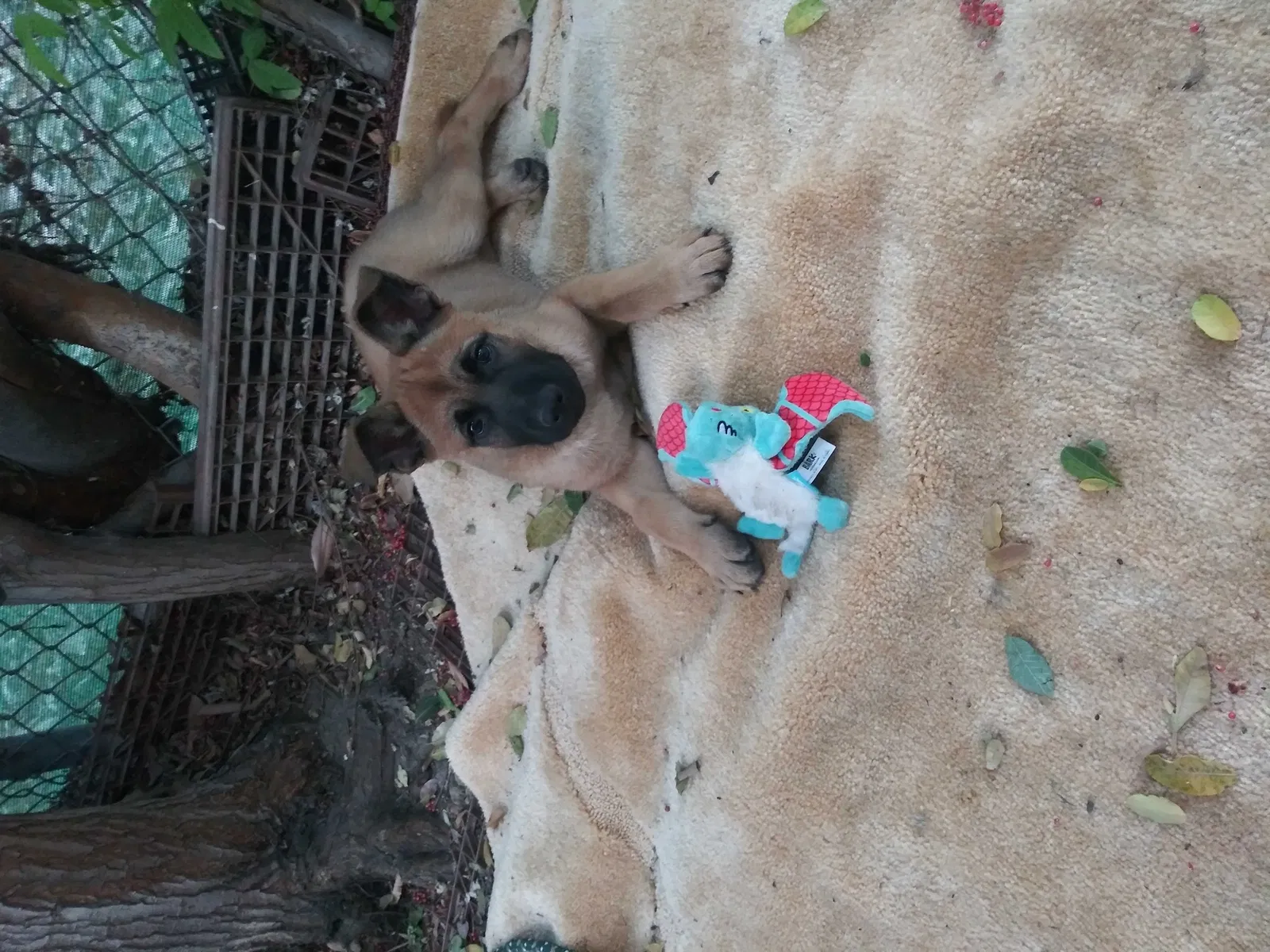 Lost dog in Spring Valley, CA, 91977
