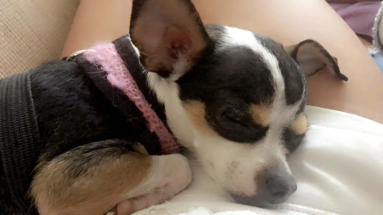 Lost dog in Orlando, FL, 32825