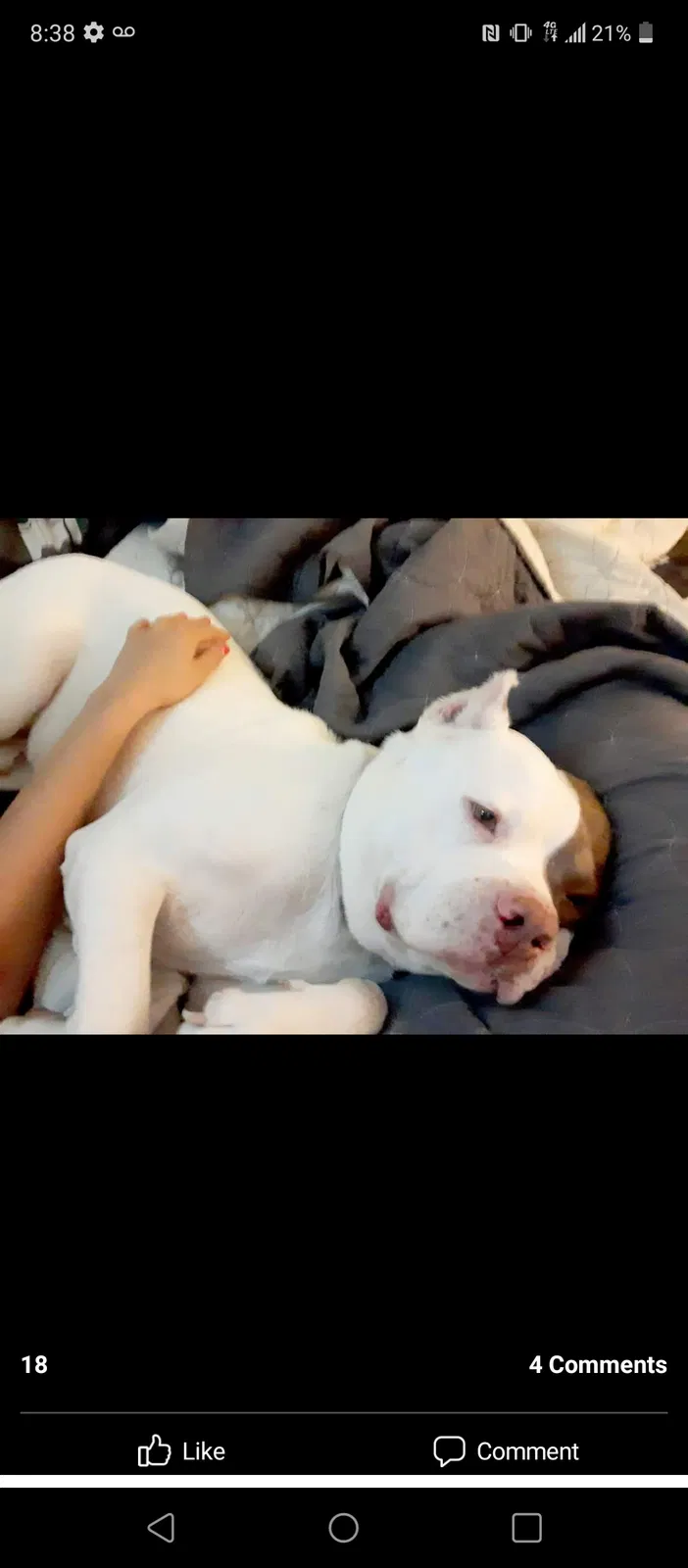 Lost dog in Fort Worth, TX, 76137