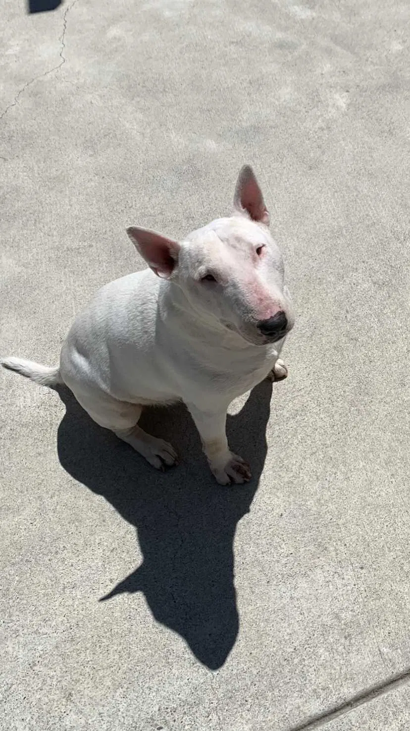 Lost dog in Pinole, CA, 94564