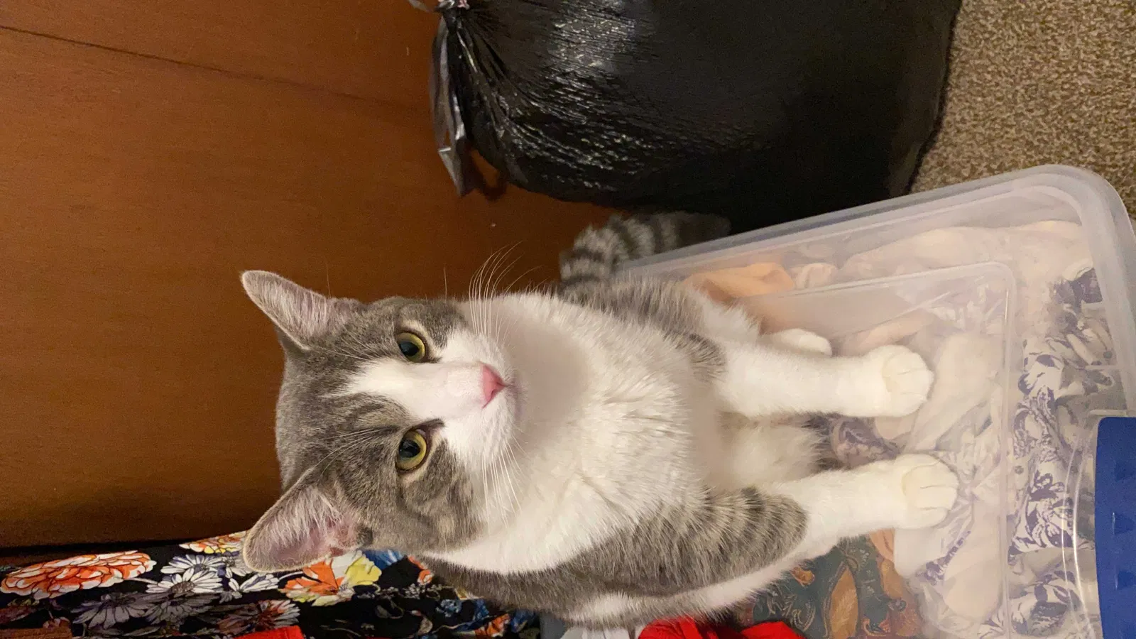 Lost cat in Milwaukee, WI, 53221