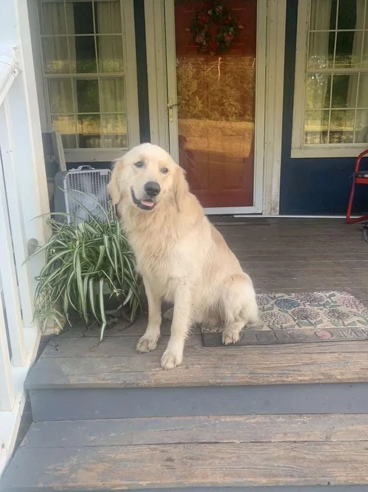 Lost dog in Lawndale, NC, 28090