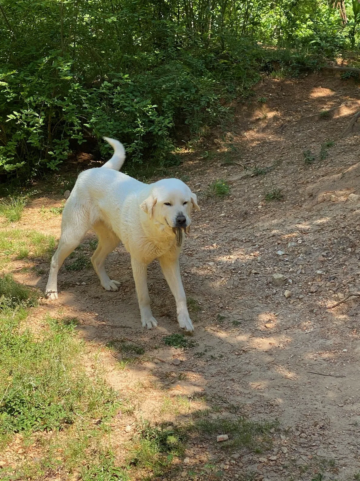 Lost dog in Trussville, AL, 35173
