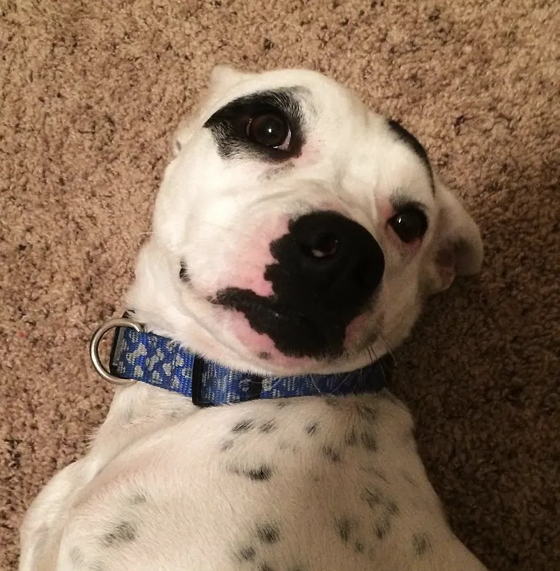 Lost dog in Jackson, MS, 39211