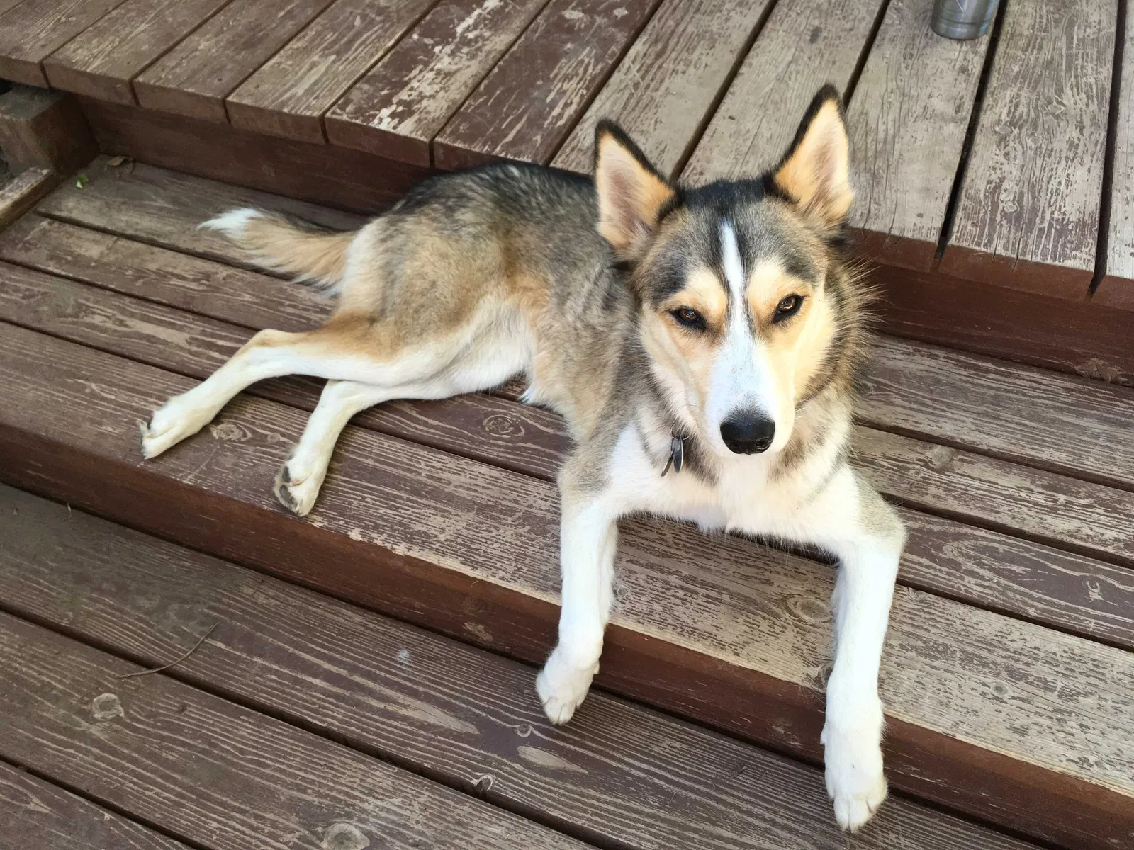 Lost dog in Amarillo, TX, 79108
