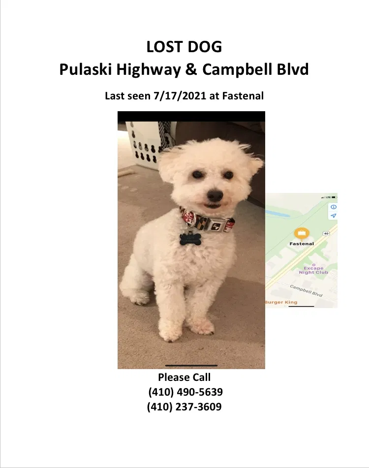 Lost dog in Middle River, MD, 21220