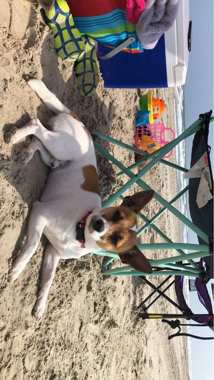 Lost dog in Corpus Christi, TX, 78412