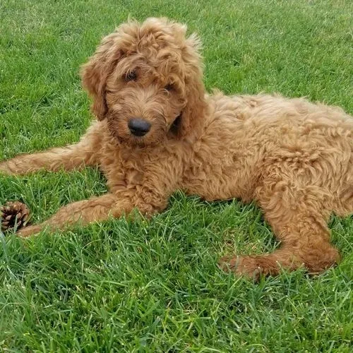 Lost dog in South Jordan, UT, 84095