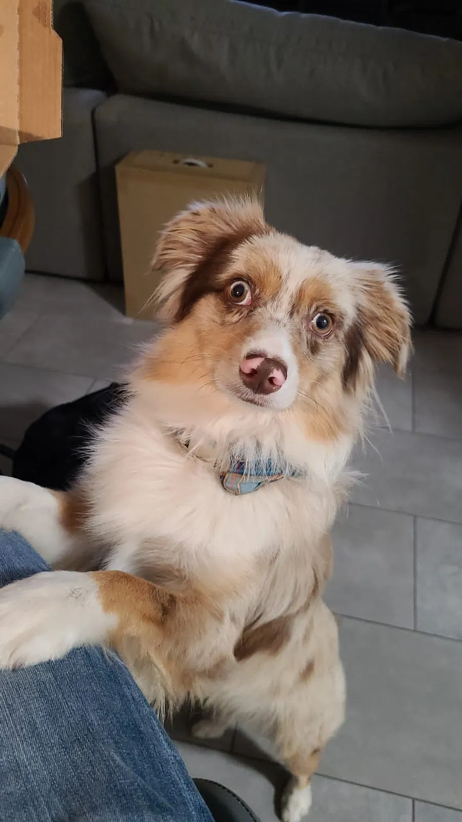 Lost dog in Naples, FL, 34120