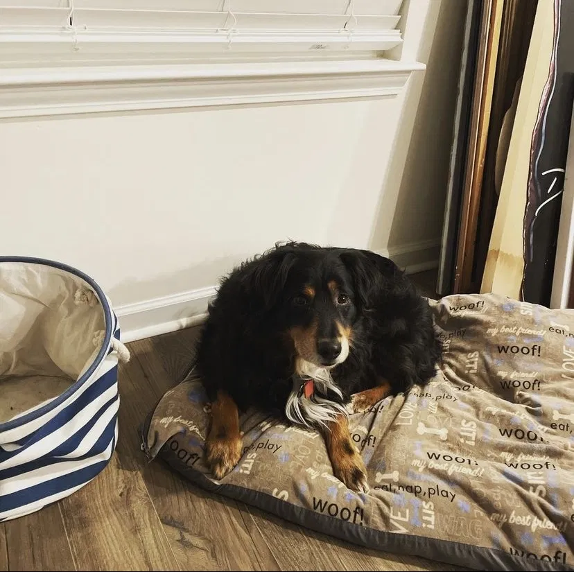 Lost dog in Knoxville, TN, 37914