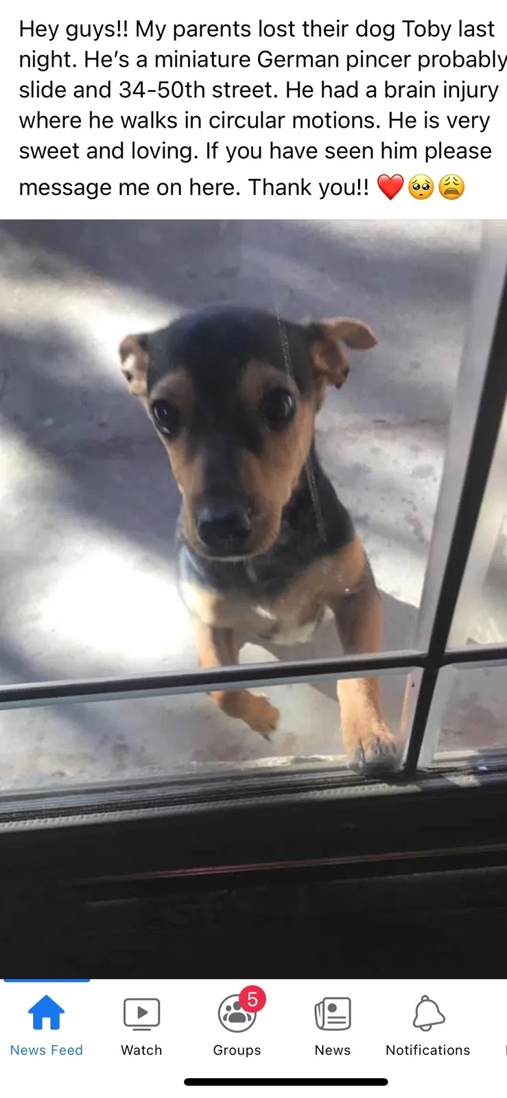 Lost dog in Lubbock, TX, 79414
