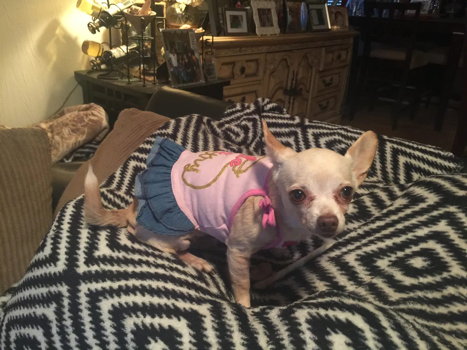 Lost dog in Daytona Beach, FL, 32114