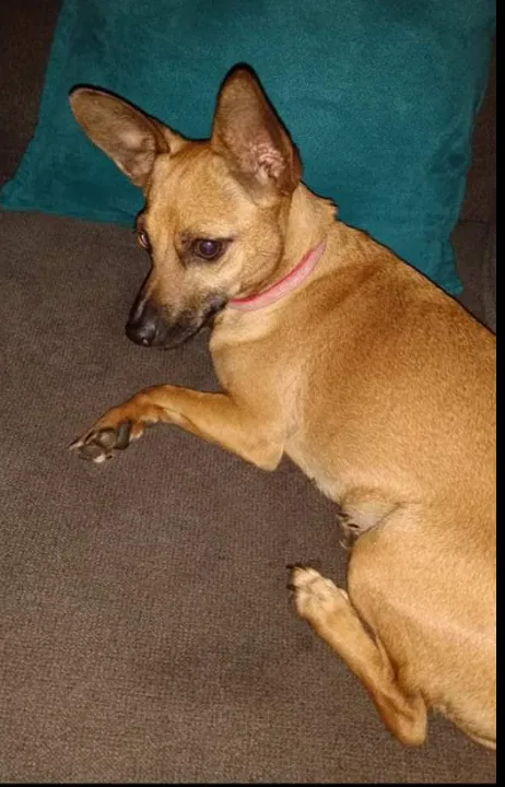 Lost dog in Covington, GA, 30014