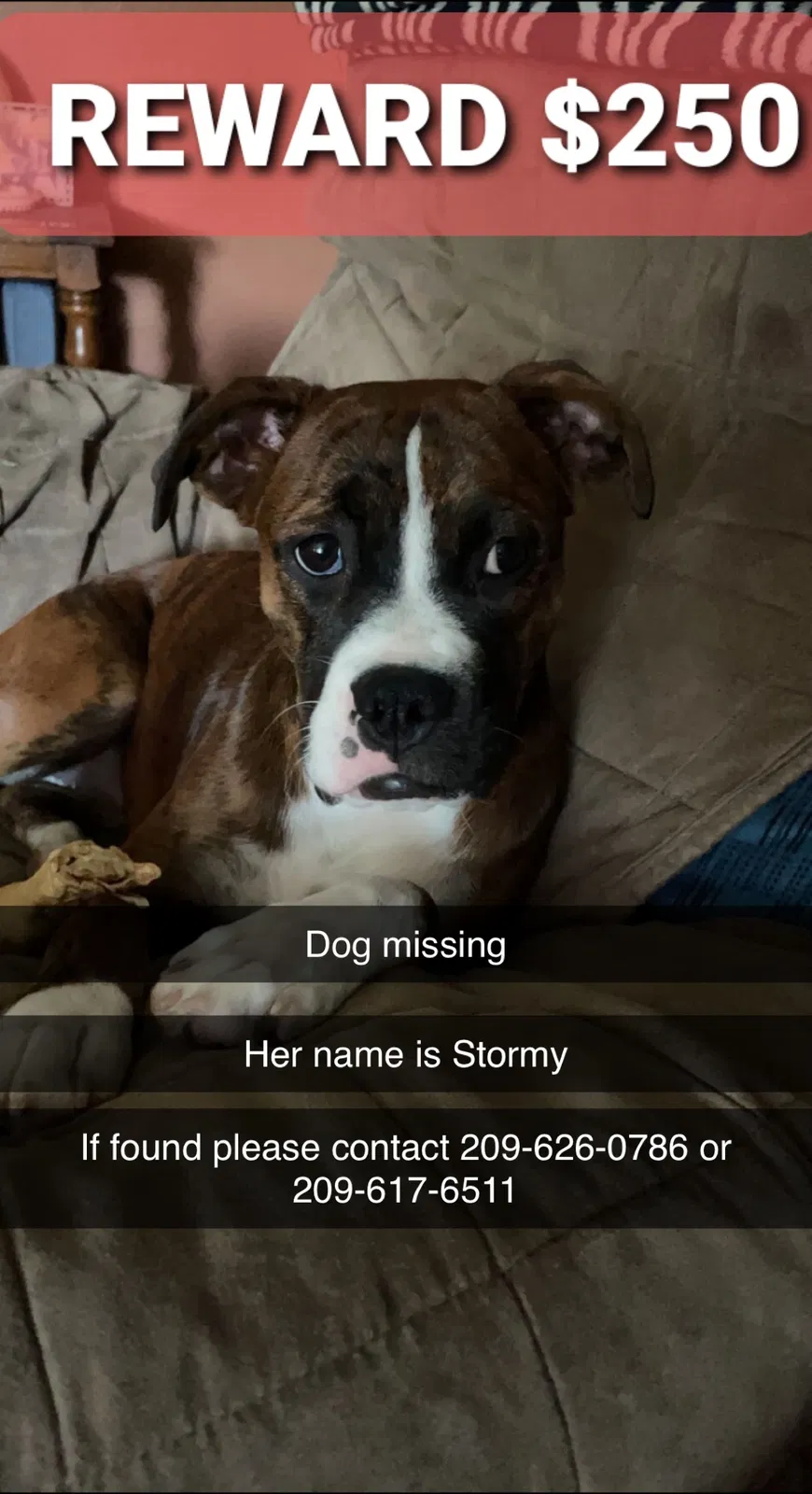 Lost dog in Merced, CA, 95340