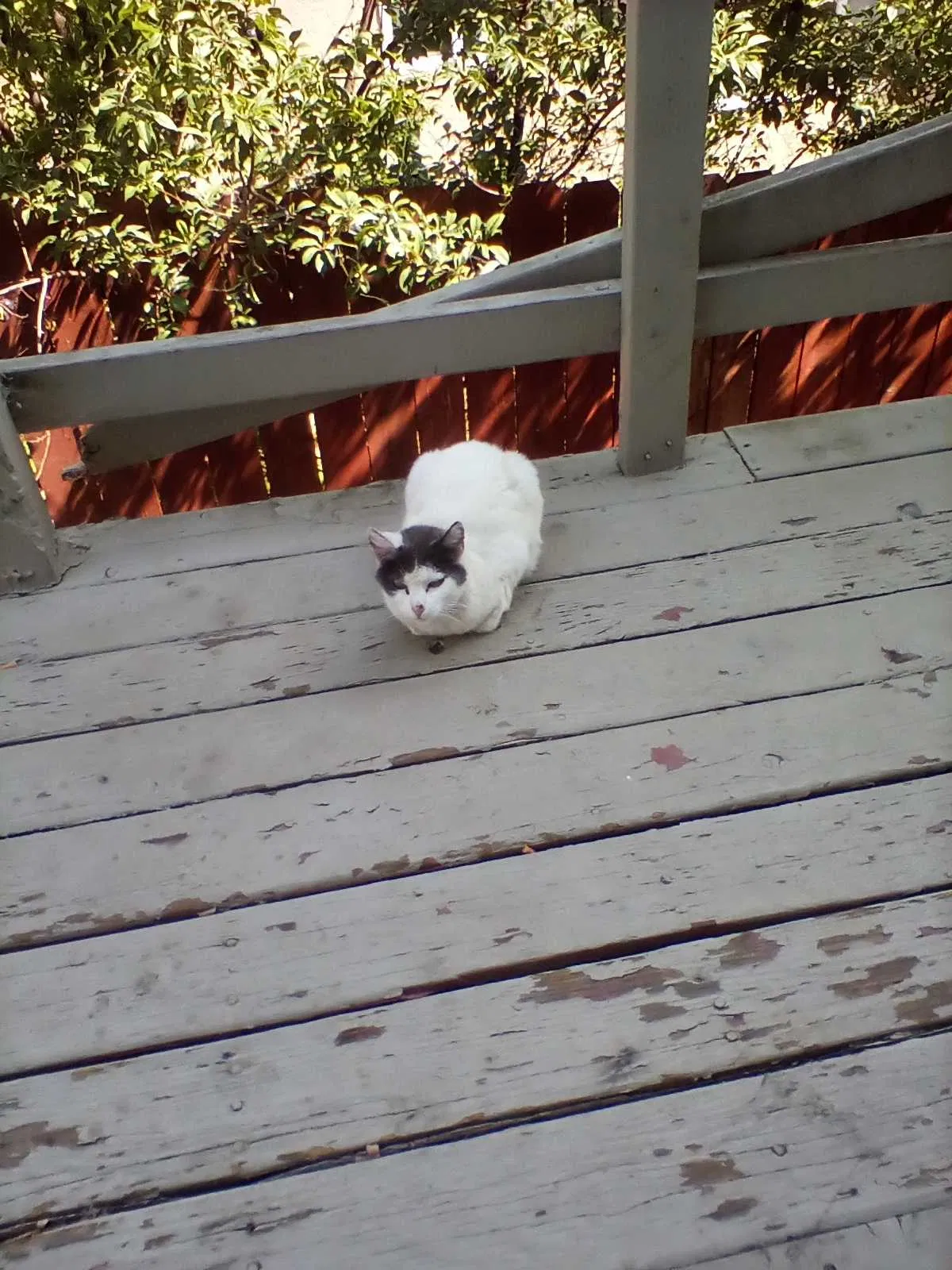 Found cat in Vallejo, CA, 94590