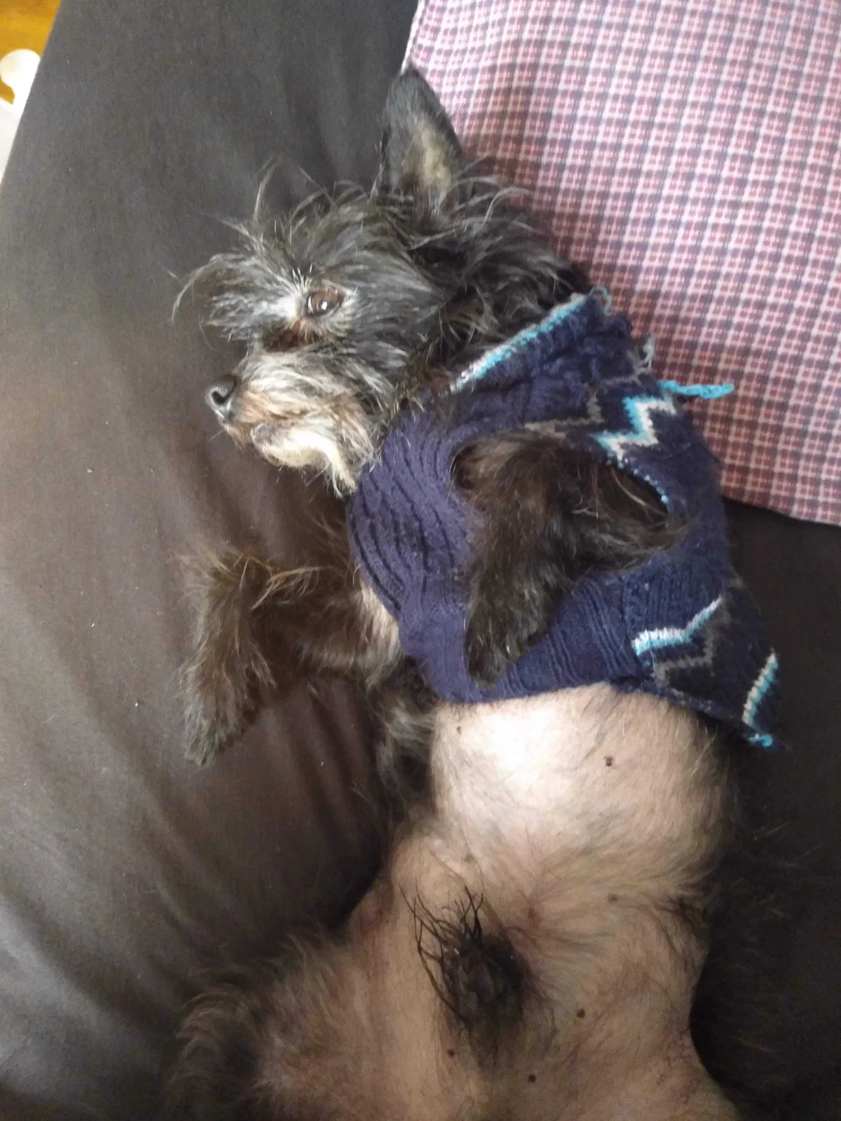 Lost dog in Rochester, NY, 14621