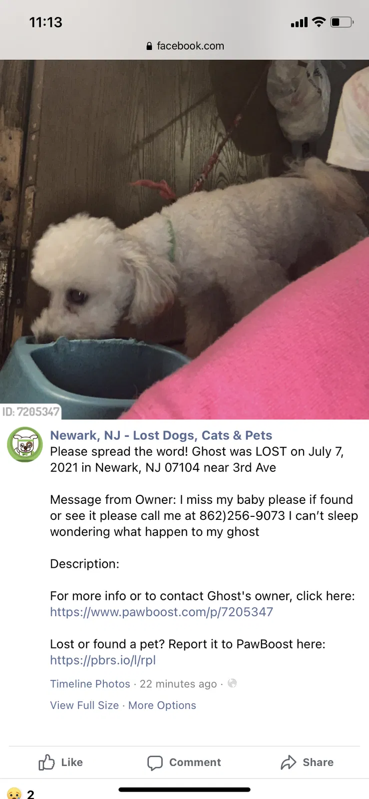 Lost dog in Newark, NJ, 7104