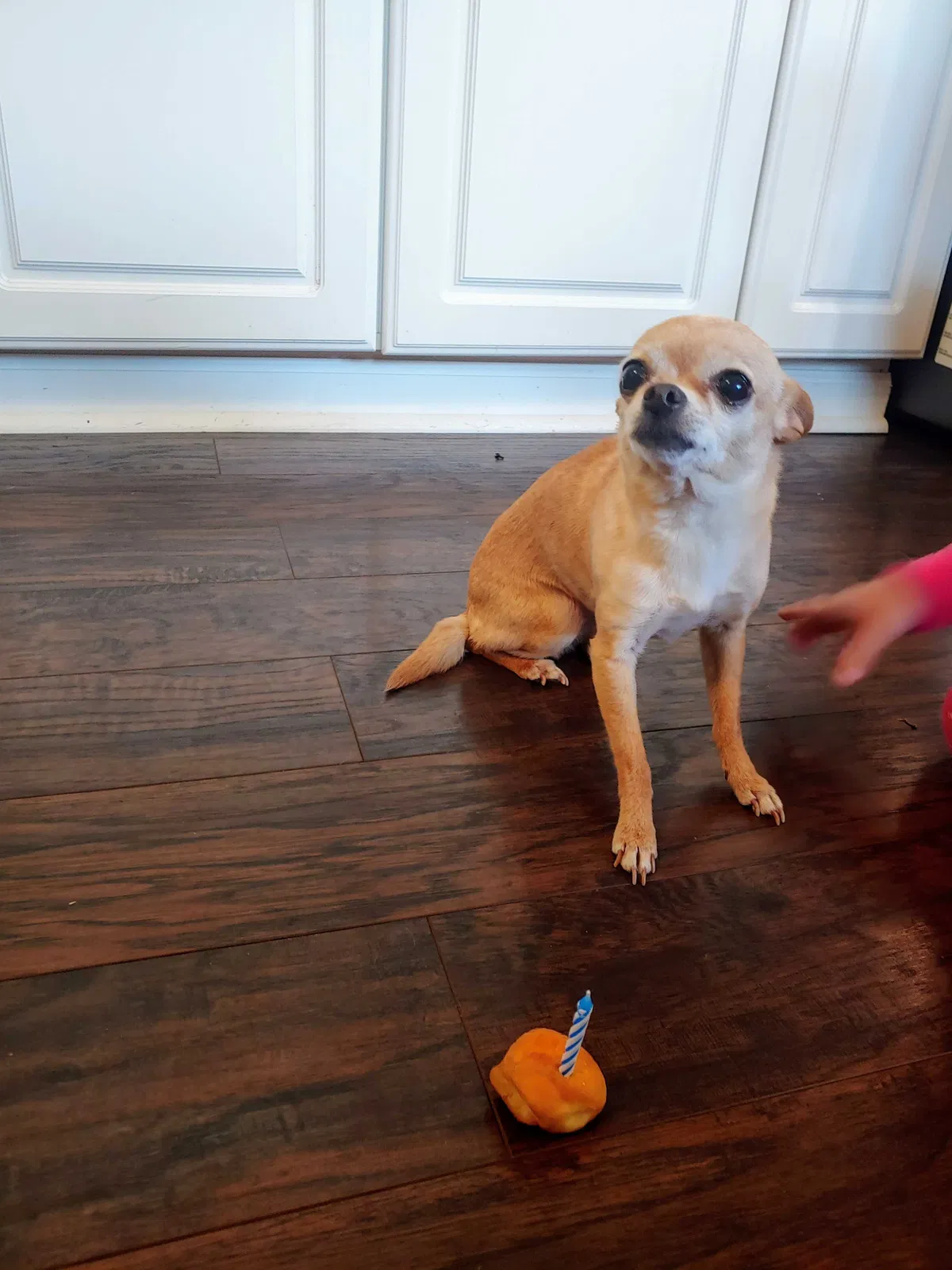 Lost dog in Baltimore, MD, 21224
