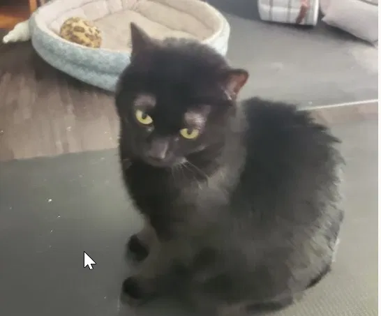 Lost cat in Haslett, MI, 48840