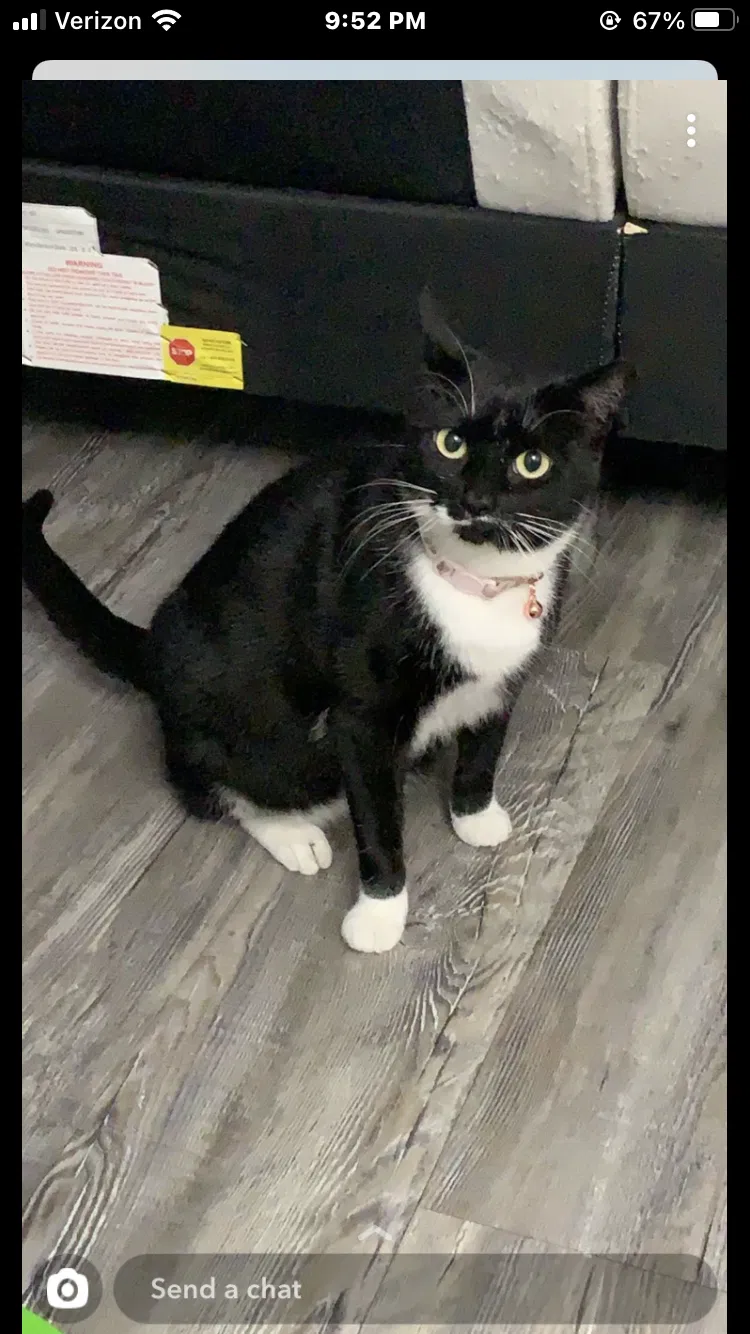 Lost cat in Hardeeville, SC, 29927