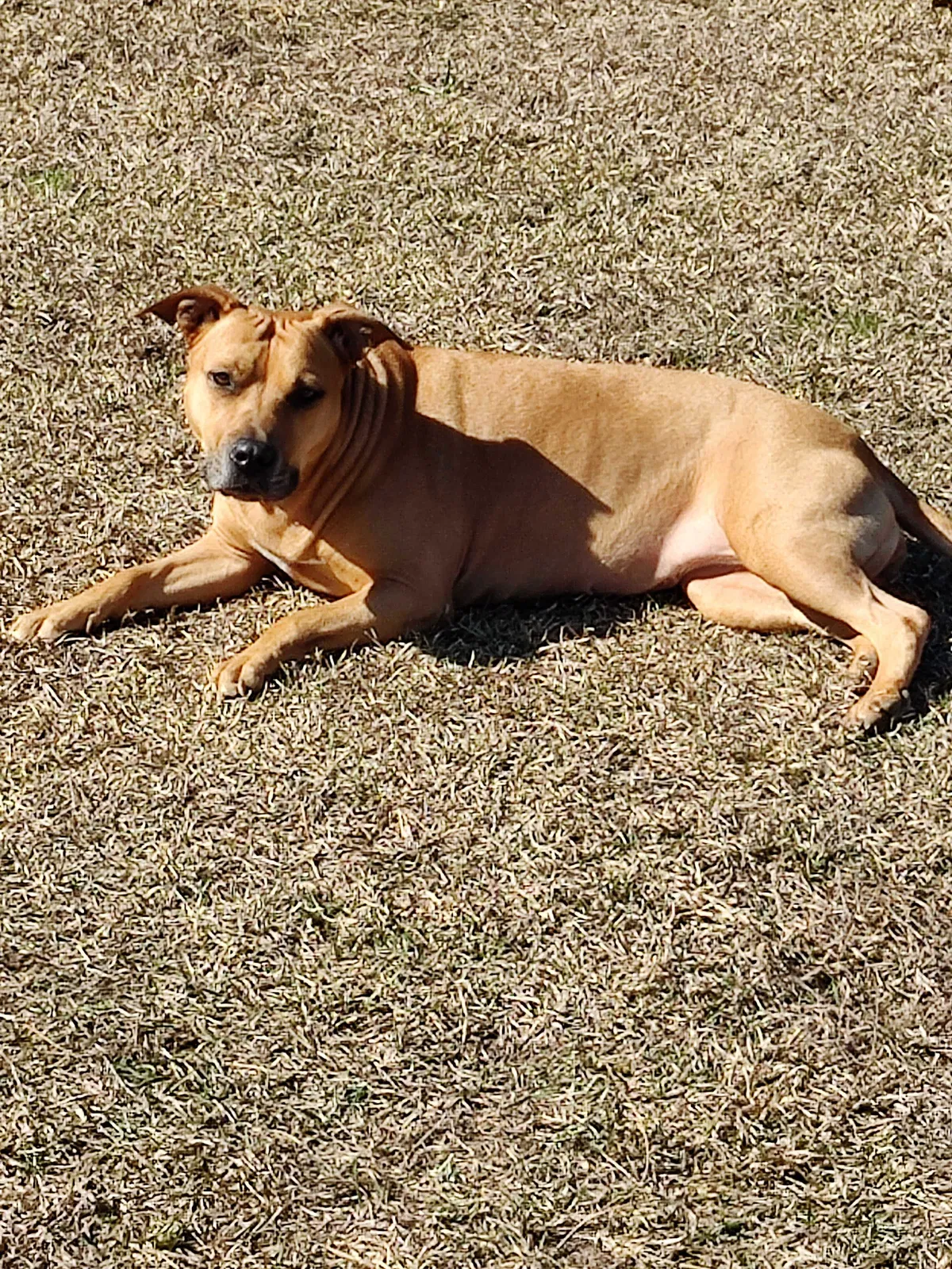 Lost dog in Walterboro, SC, 29488
