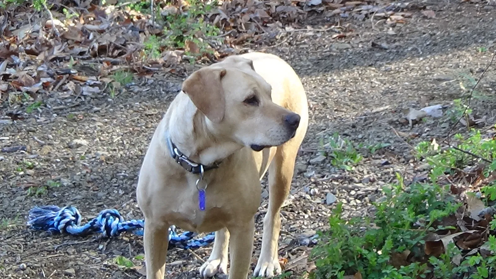 Lost dog in Freeport, OH, 43973