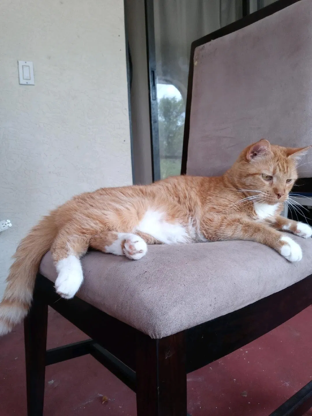 Lost cat in Punta Gorda, FL, 33980