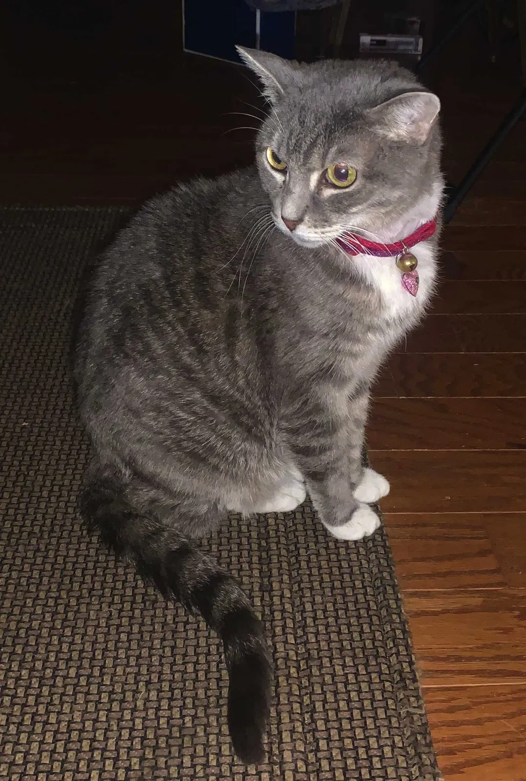 Lost cat in Cumming, GA, 30040